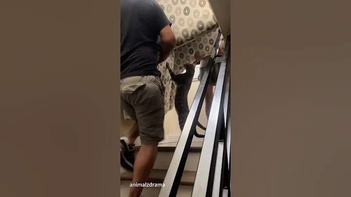 Video 10406551: cats catlover funny, catlover usa