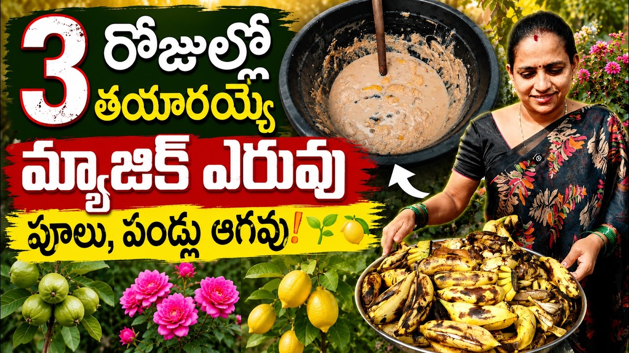 3 రోజుల్లో తయారయ్యే మ్యాజిక్ ఎరువు – పూలు, పండ్లు ఆగవు! | fermented liquid || TELUGU GARDEN VLOG