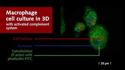 3D Reconstruction of Phagocytosis Assay in Macrophage Cell Culture