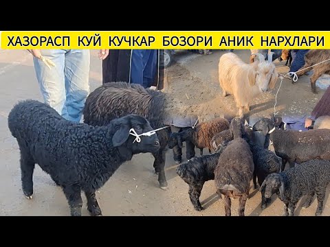 ХОРАЗМ ХАЗОРАСП КУЧКАР КУЙ БОЗОРИ ЯНГИ НАРХЛАРИ 16 МАРТ 2025-ЙИЛ !!! XORAZM ABZOR