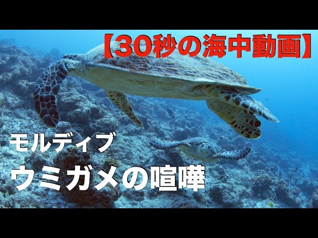 インテリア・生活道具 パナマモラ(ペアモラ 2匹のウミガメ)