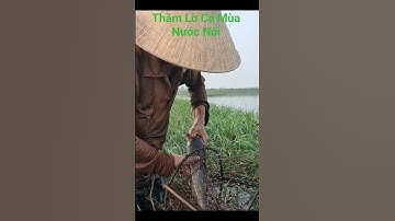 Thăm Lờ Dính Cá Trê Lai Khủng Mùa Nước Nổi #shorts #cátrêlai #thămlờcá