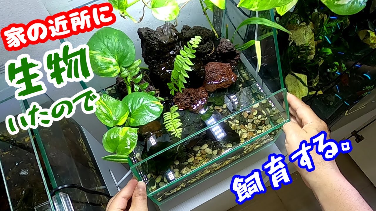 大都会のドブで生き物を捕獲して観察、アクアテラリウムに入れる/水が流れなくなったので解体してメンテナンス【アクアリウム/水槽管理】※国外です