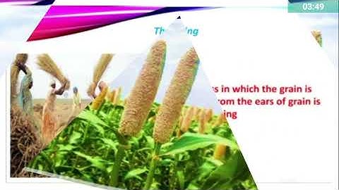 Std 4th EVS L.8 The Value of Food