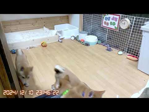 柴犬なつ!子育て生配信【生後92日】初めての注射の動画も配信されています!是非♪