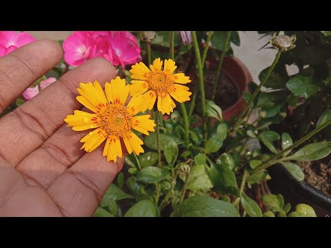वीडियो: बारहमासी कोरोप्सिस (39 फोटो): फूल के लिए रोपण और देखभाल, खुले मैदान के लिए किस्में, विभिन्न प्रकार के कोरोप्सिस का विवरण, प्रजनन