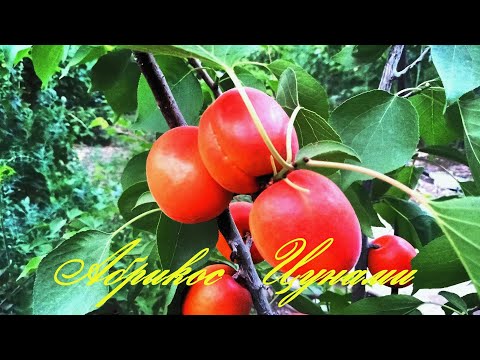 Абрикос Цунами поспел,