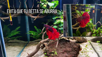 ¿Qué no poner en un acuario betta?