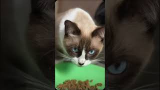 Tatapan tajam 😬 #catlover #catlife #cat #catshorts #kucinglucu #catvideo