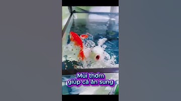 THỨC ĂN TĂNG SIZE CHO CHÉP PHI TẦN, CHÉP SƯ TỬ - Food for butterfly carp  #chepphitan  #chepsutu