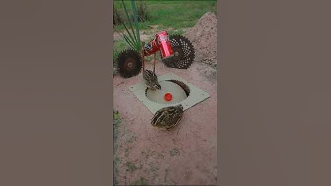 Best Bird Trap Using old stuff - quail trap #shorts #shortvideo #youtubeshorts