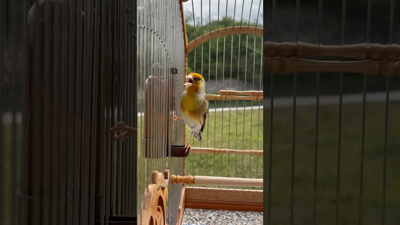 European Goldfinch mule singing - Jilguero Mixto - Carduelis Best song - طائر الحسون - Mixed finches