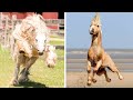 Cutest And funniest horse Videos Compilation cute moment of the horses - Horse world #3