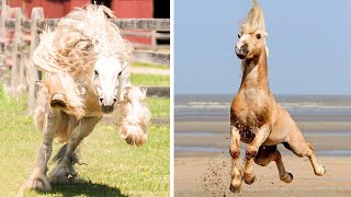 Cutest And funniest horse Videos Compilation cute moment of the horses  Horse world #3