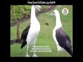 زربو النو النو زربو النو النو