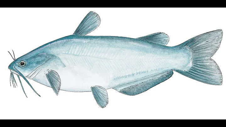 "Catfishing Secrets: Year-Round Catfish Habits and Behavior | Expert Fishing Tips" #MrBeast