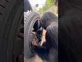 This Chimpanzee Is A Car Mechanic! 😱 #chimp #cars #mechanic