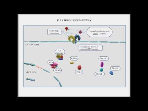 Video: Intratumoralna Imunoterapija S Agonistom TLR7 / 8 MEDI9197 Modulira Mikroko Okruženje Tumora što Dovodi Do Pojačane Aktivnosti U Kombinaciji S Drugim Imunoterapijama