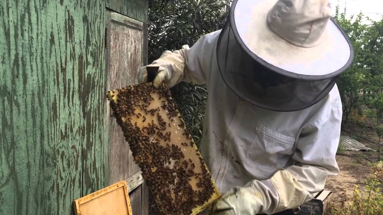 Resulta ng larawan para sa Beekeeper job