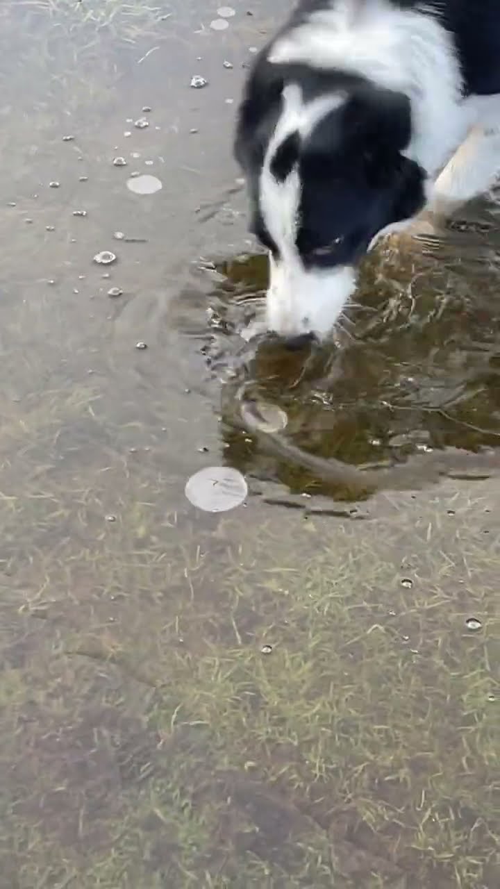 Border Collie Bites At Frozen Pond  || ViralHog