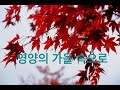 19년 10월 24일, 영양 생태숲에서 가을의 고독을 만나다.[4K]