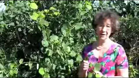 Elisabeth Beaubien - UofA Interview on Bioscience ...
