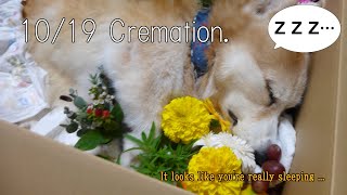Cremation of my dog.【English】