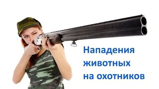 Нападения животных на охотников Нападения животных на охотников