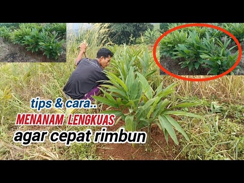 Video: Apa Kegunaan Lengkuas: Cara Menanam Lengkuas Di Taman