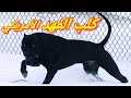 كلب البيتبول الاسود Black Pitbull اخطر و اشرس كلب ممنوع امتلاكه في كل دول العالم 