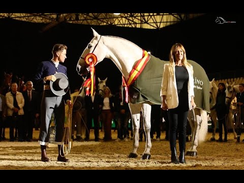 ELITE TORRELUNA, YEGUA  CAMPEONA DEL MUNDO SICAB 2022