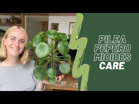 Pilea Peperomioides care 🌱 | Watering, propagation, common problems