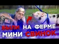 Ферма минипигов в США. Жизнь иммигранта в США.