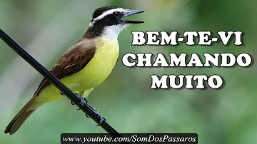 Como atrair um Bem-te-vi?