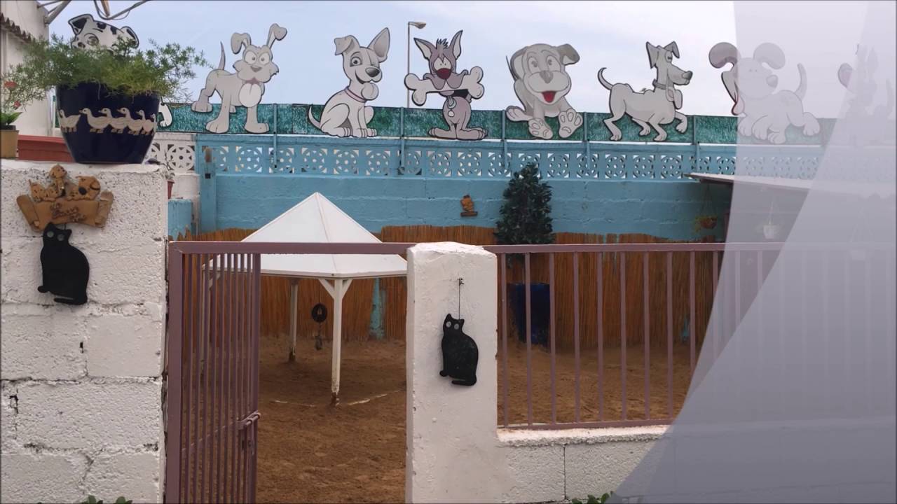 to Pets Oasis YouTube