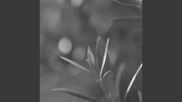 Dashing Backdrops for Serene Moods