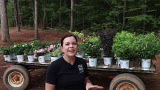 Flowering Shrubs Have Arrived...at Creekside Nursery!