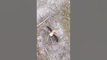 Wear a net-bird trap