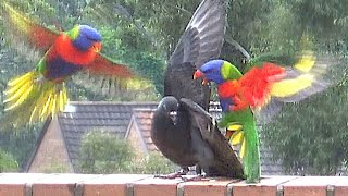 Bully Pigeon Attacked by Angry Birds: Rainbow Lorikeets, Noisy Miners