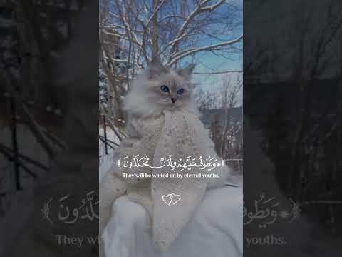 الآية الشهيرة عينا فيها تسمى سلسبيلا