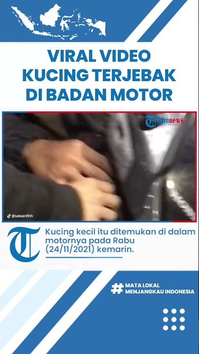 Bukan Mau Servis, Wanita Ini Datang ke Bengkel untuk Keluarkan Kucing dari Motornya