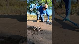 Quenching a rattlesnake’s thirst #nature #reptile