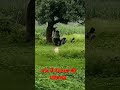 नेटवाक की प्लॉबलम#video #youtubeshorts #sohots #youtube #youtube