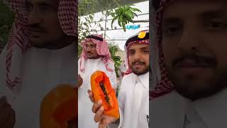 هل فاكهة البابايا تعالج جرثومة المعدة؟.. شاهد: طبيب يجيب