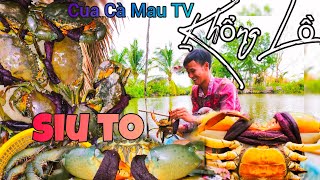 Trúng đậm Cua Ghạch Cà Mau , Tôm sú khủng thu nhập tiền triệu |Cua Cà Mau TV