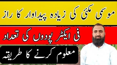 How to calculate per acre plant population of maize || Bilal Kanju Official