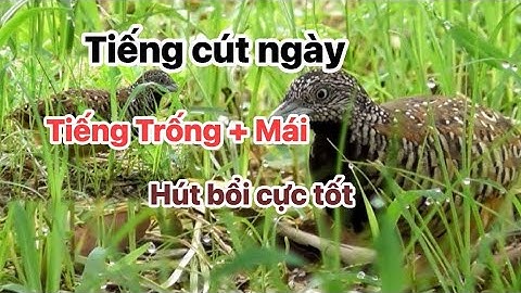 Tiếng Chim Cút Bẫy Ngày Trống Mái Cực Chuẩn – Dẫn Dụ Chim Hiệu Quả (Male & Female Sounds)