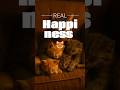True Happiness Cat