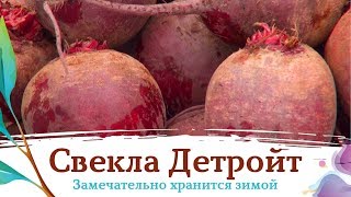 Свекла Детройт