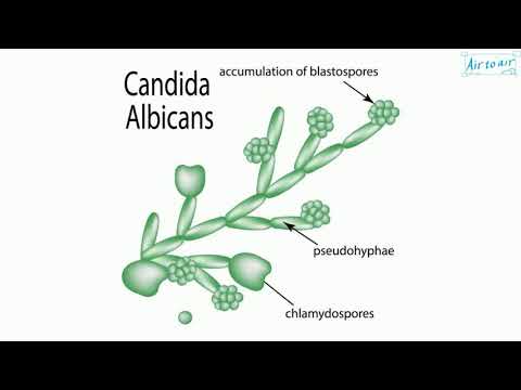 Video: Candida-da Pseudohyphae nədir?